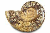 Jurassic Ammonite (Euaspidoceras) Fossil - Madagascar #283377-1